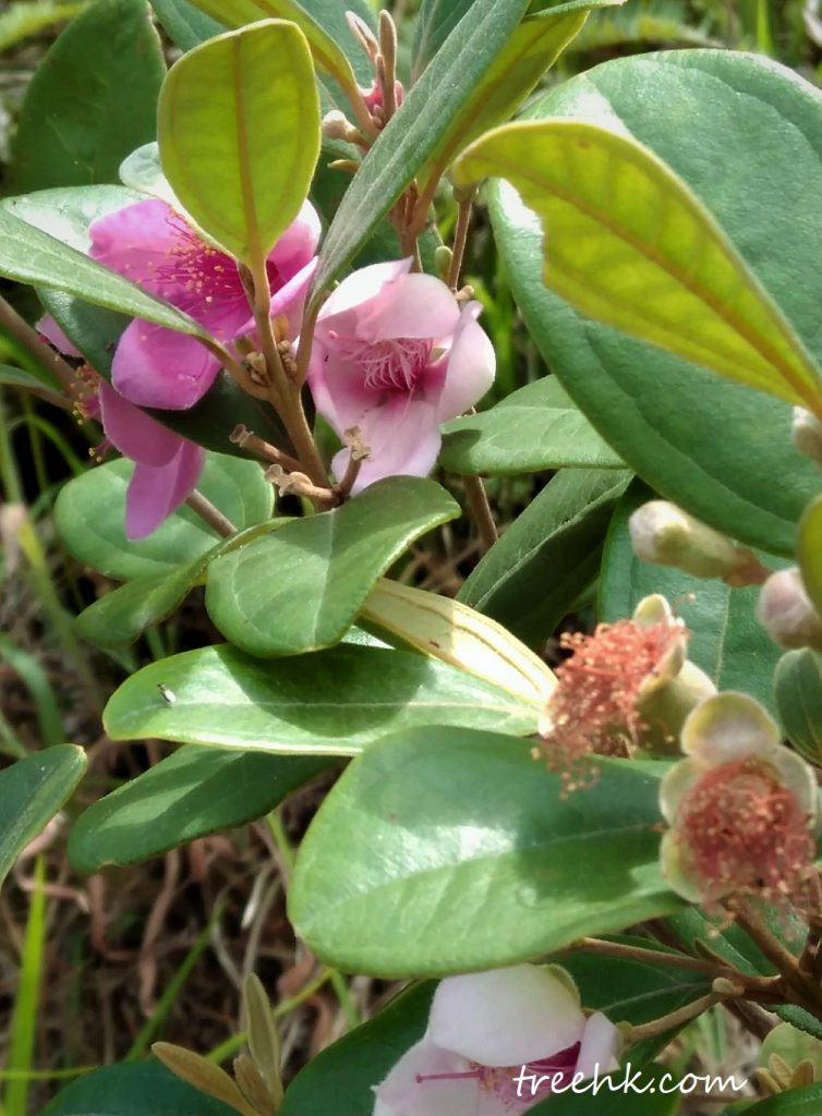 崗稔,桃金娘,山棯同是一個樣 Rhodomyrtus tomentosa 崗稔,桃金娘,山棯同是一個樣 Rhodomyrtus tomentosa