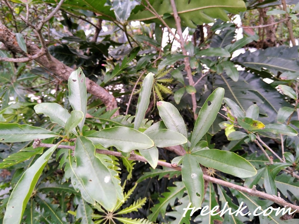 石榴葉對生或近簇生 石榴葉對生或近簇生