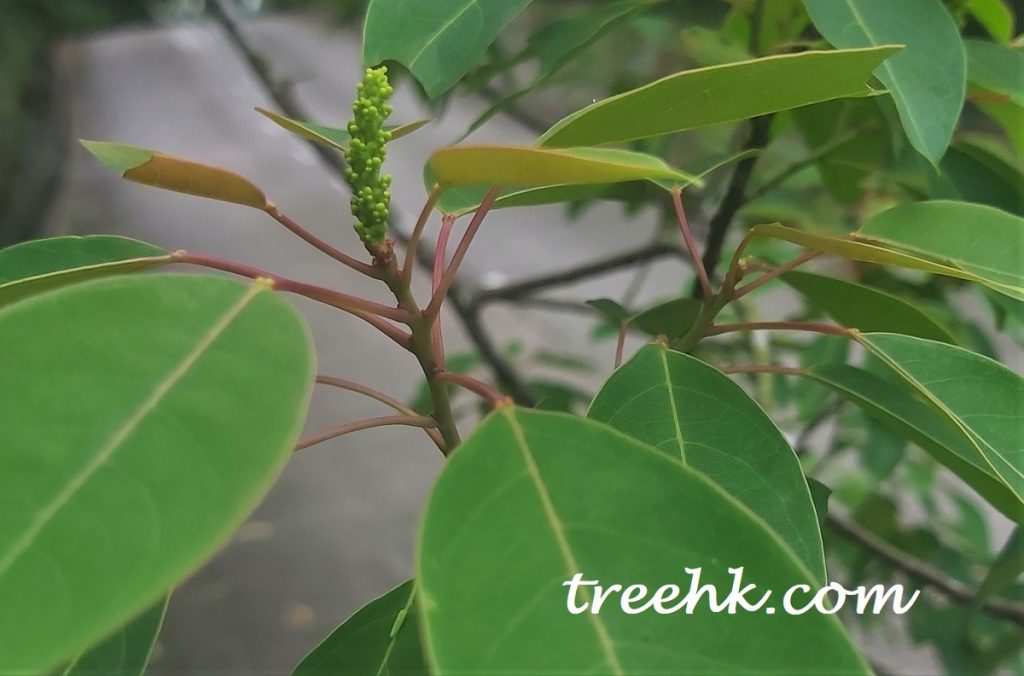 尚未成熟烏桕花朵綠色, 成熟後變成黃色 尚未成熟烏桕花朵綠色, 成熟後變成黃色