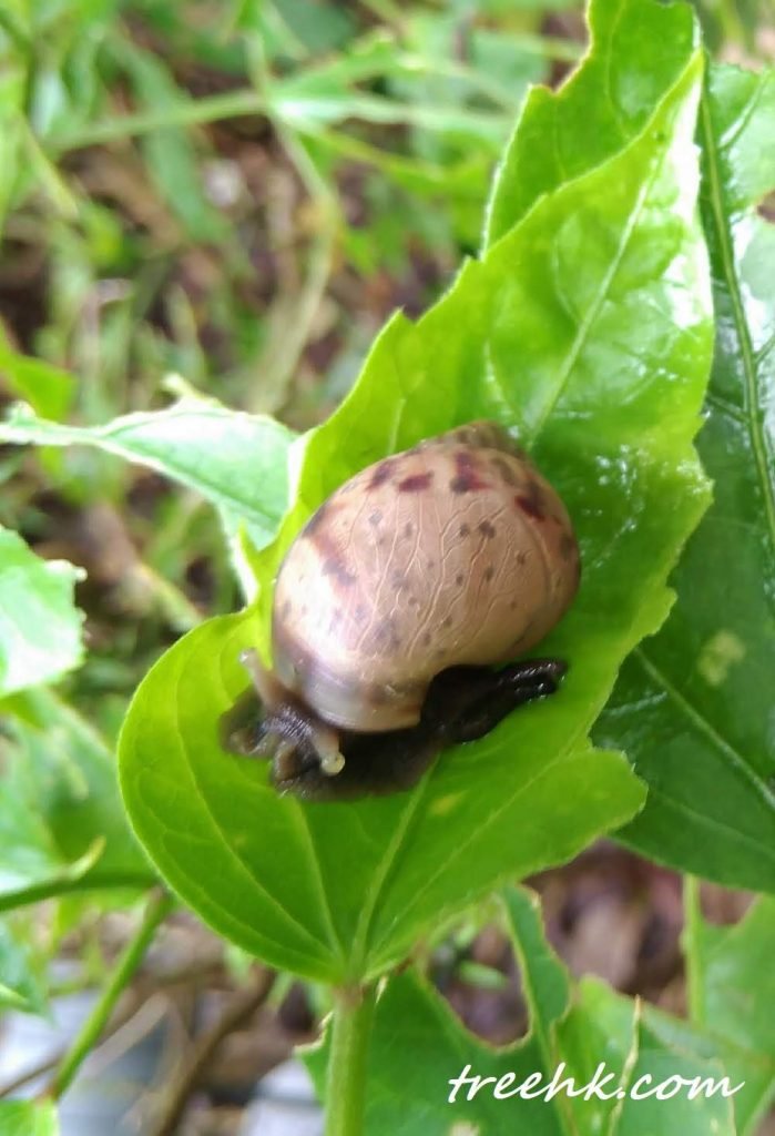 蝸牛屬咀嚼式啃食的軟體動物