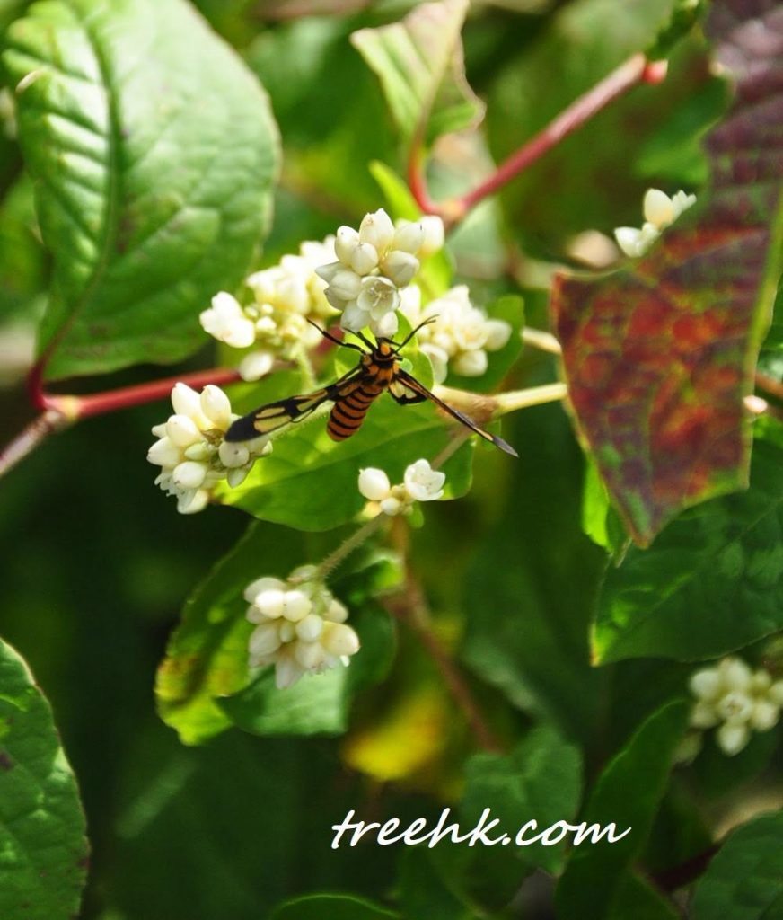 忍冬科 Caprifoliaceae 無骨消 忍冬科 Caprifoliaceae 無骨消