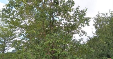 海南蒲桃木材堅硬，可作為建築材料，造船