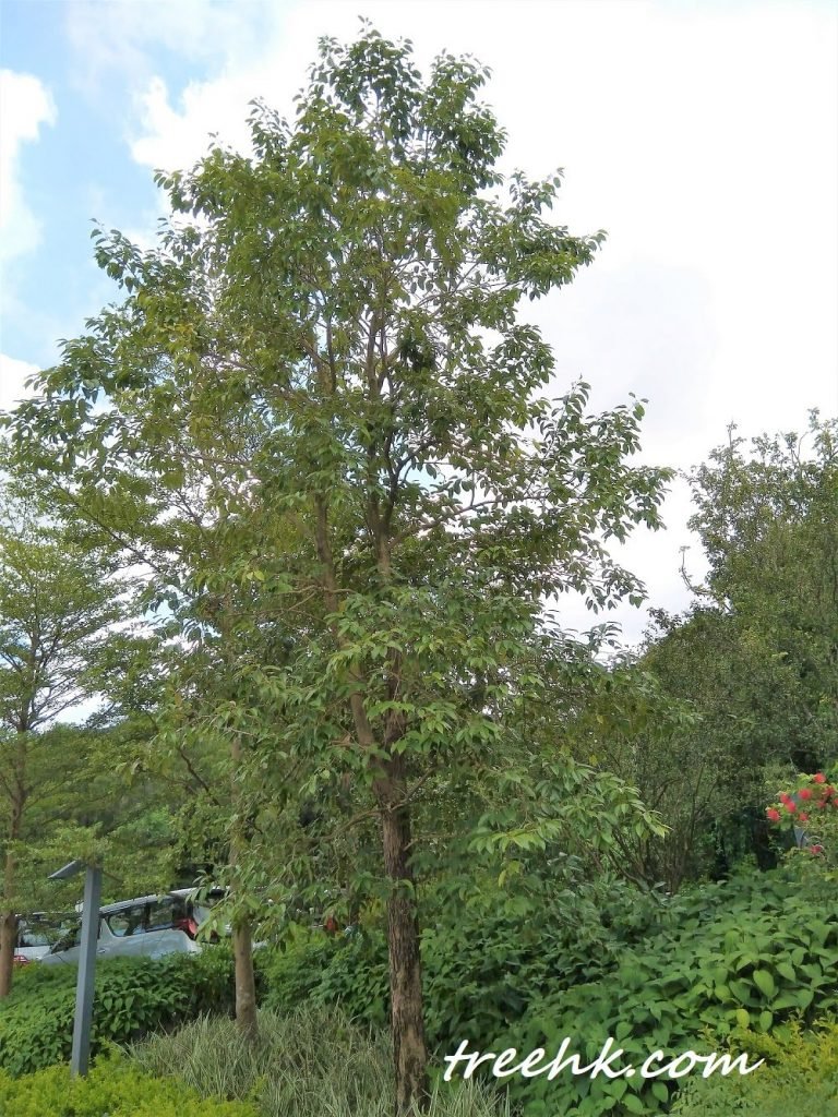 海南蒲桃木材堅硬，可作為建築材料，造船