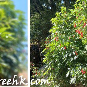 懸鈴花_03 (懸鈴花 Malvaviscus arboreus var. penduliflorus) 懸鈴花_03 (懸鈴花 Malvaviscus arboreus var. penduliflorus)