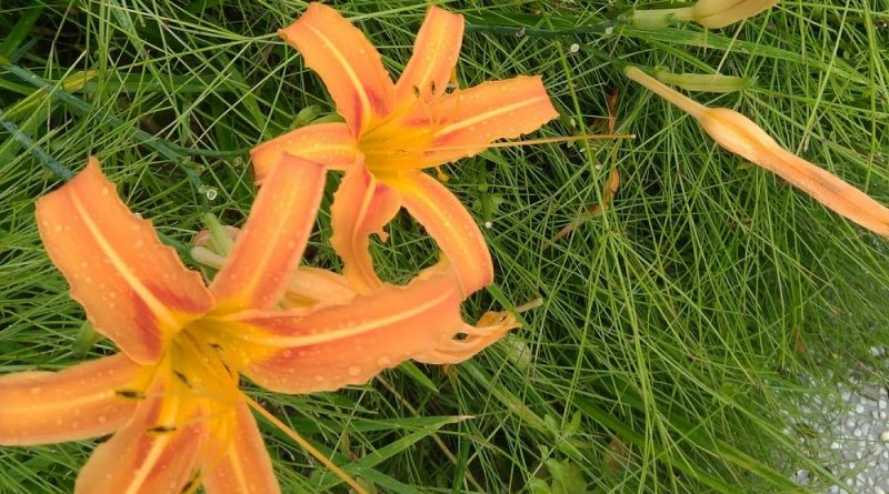 金針花中文别名黃花菜