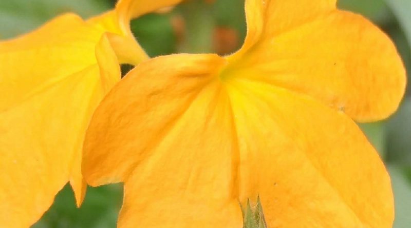 雀尾花常綠小灌木，原產南非、印度、錫蘭