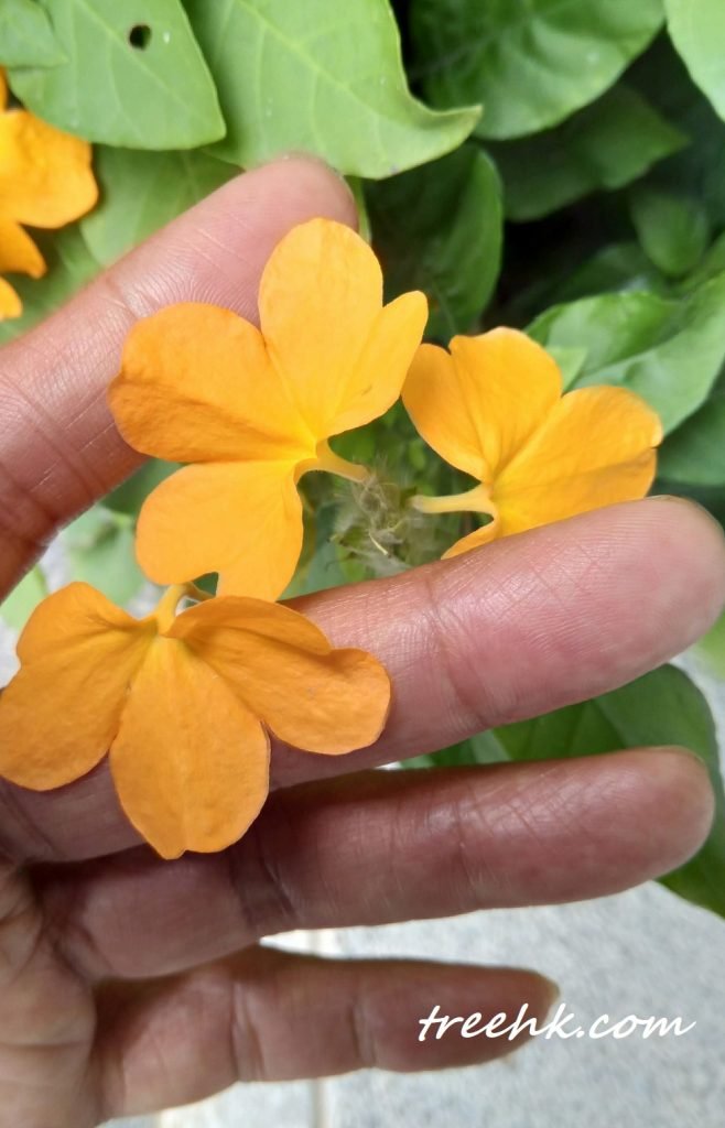 雀尾花 Firecracker Flower