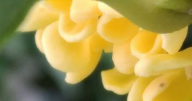 金桂花偏雞蛋黃色或檸檬黃色
