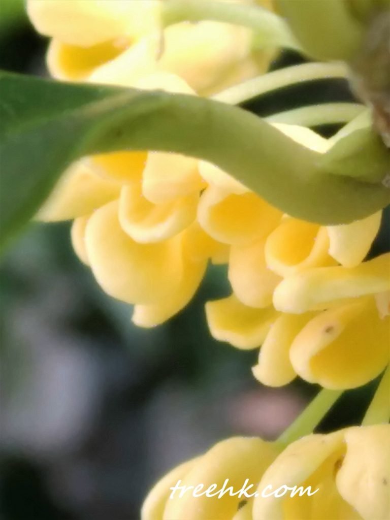 金桂花偏雞蛋黃色或檸檬黃色