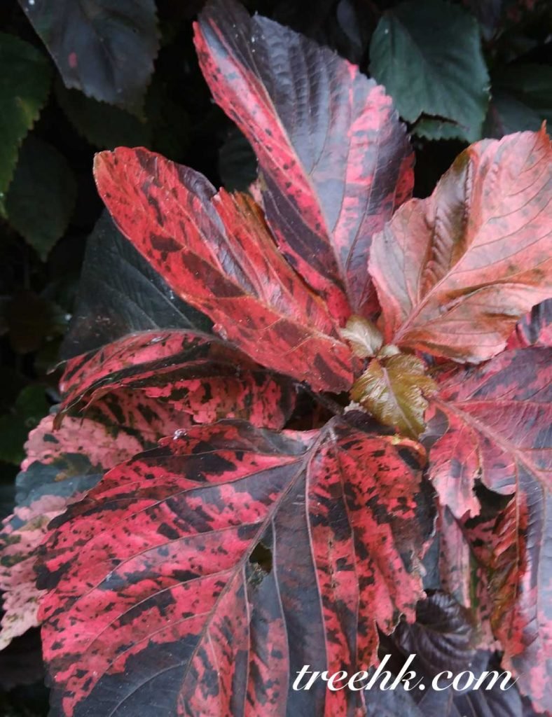 紅桑