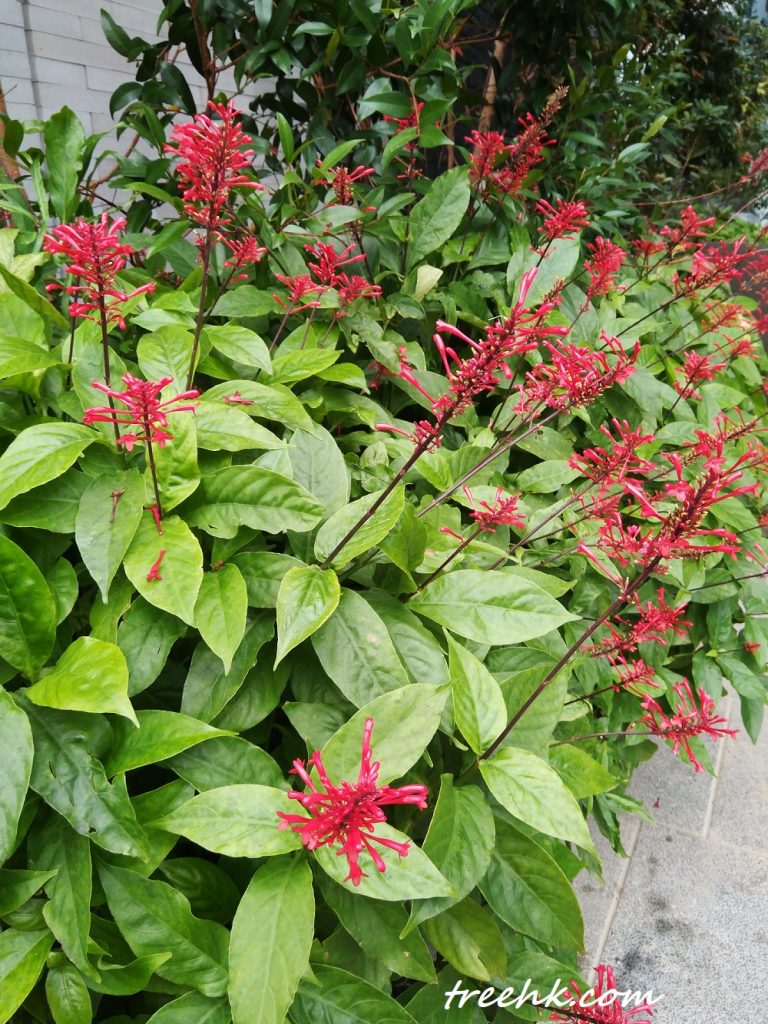 紅樓花耐蔭性強，耐旱又耐濕