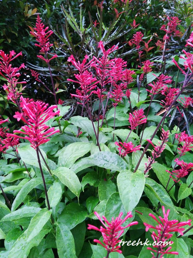 花紅樓花頂生，花梗細長，穗狀花序，成串
