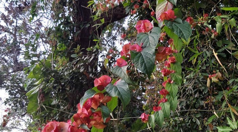 冬紅花英文名 Parasol flower