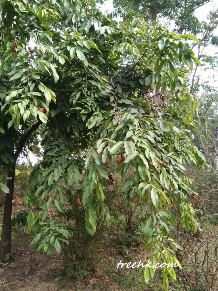 繡球樹冠低而密
