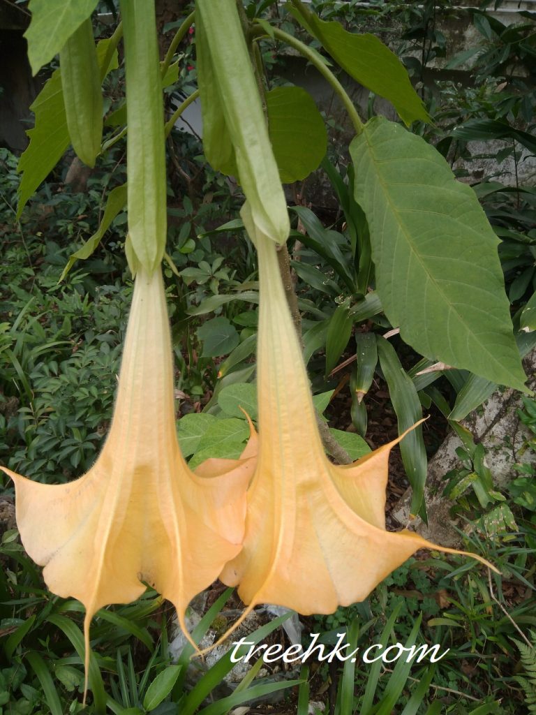 一對香檳橙黃色曼陀羅花 一對香檳橙黃色曼陀羅花