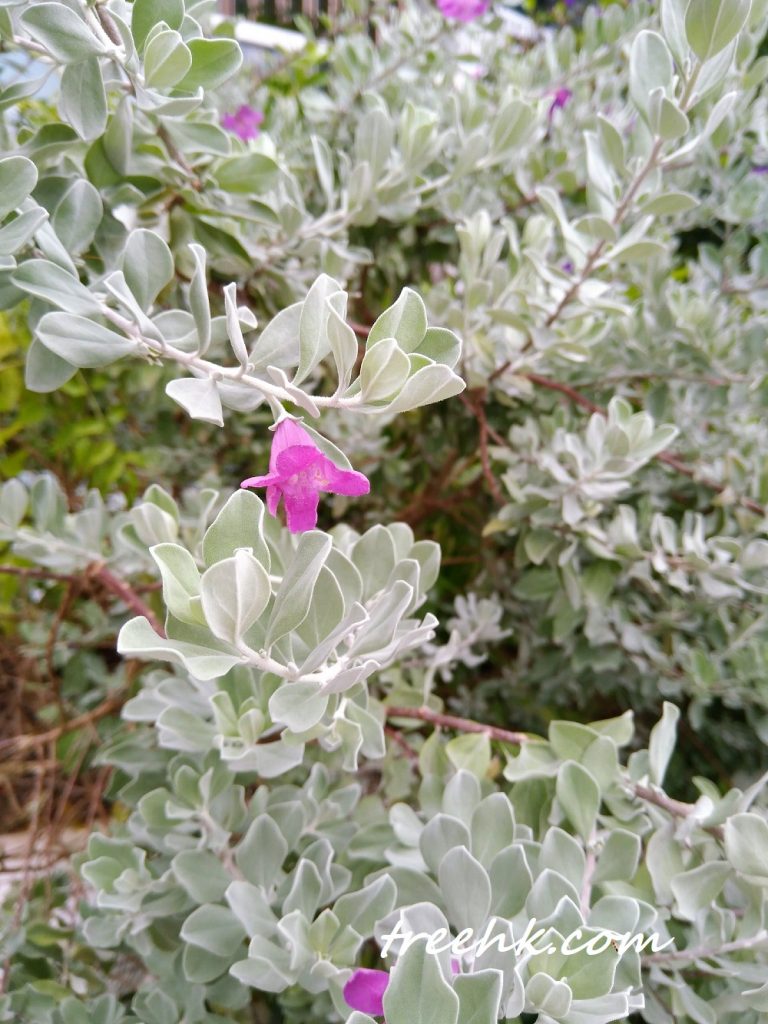 红花玉芙蓉穿上一襲灰裳,帶點銀色 红花玉芙蓉穿上一襲灰裳,帶點銀色