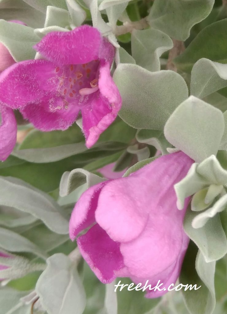 長滿銀白色纖毛红花玉芙蓉 長滿銀白色纖毛红花玉芙蓉