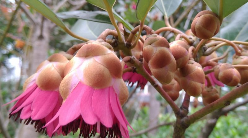 吊鍾王中文別名：紅苞木，紅花荷, 香港玫瑰