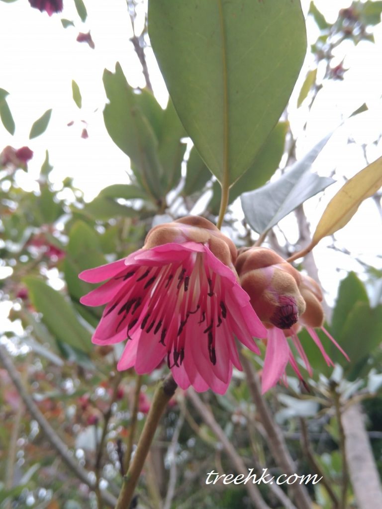 吊鐘王頭狀花序