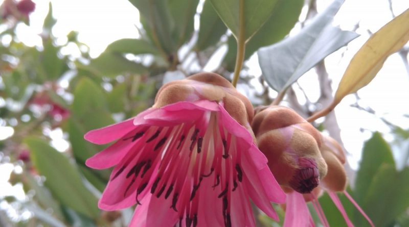 吊鐘王頭狀花序