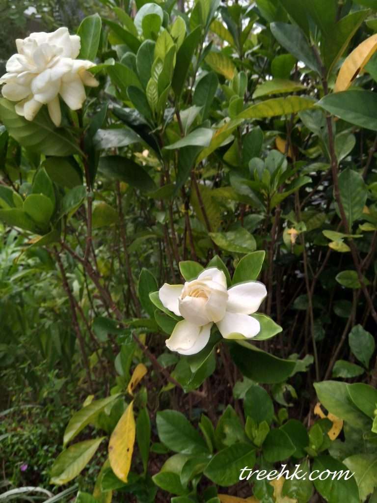 白蟾 Gardenia jasminoides var. fortuniana - Green Touch 香港常見樹木園藝生活