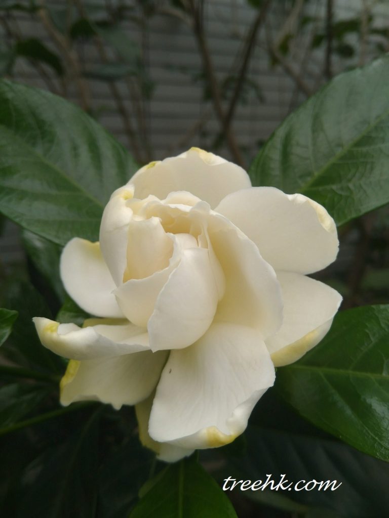 白蟾 Gardenia jasminoides var. fortuniana - Green Touch 香港常見樹木園藝生活