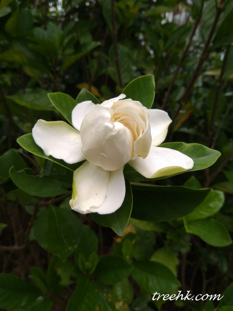 白蟾 Gardenia jasminoides var. fortuniana - Green Touch 香港常見樹木園藝生活