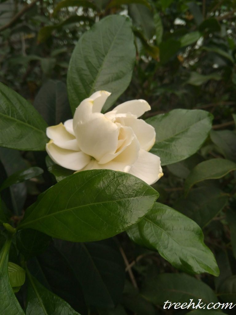 白蟾 Gardenia jasminoides var. fortuniana - Green Touch 香港常見樹木園藝生活