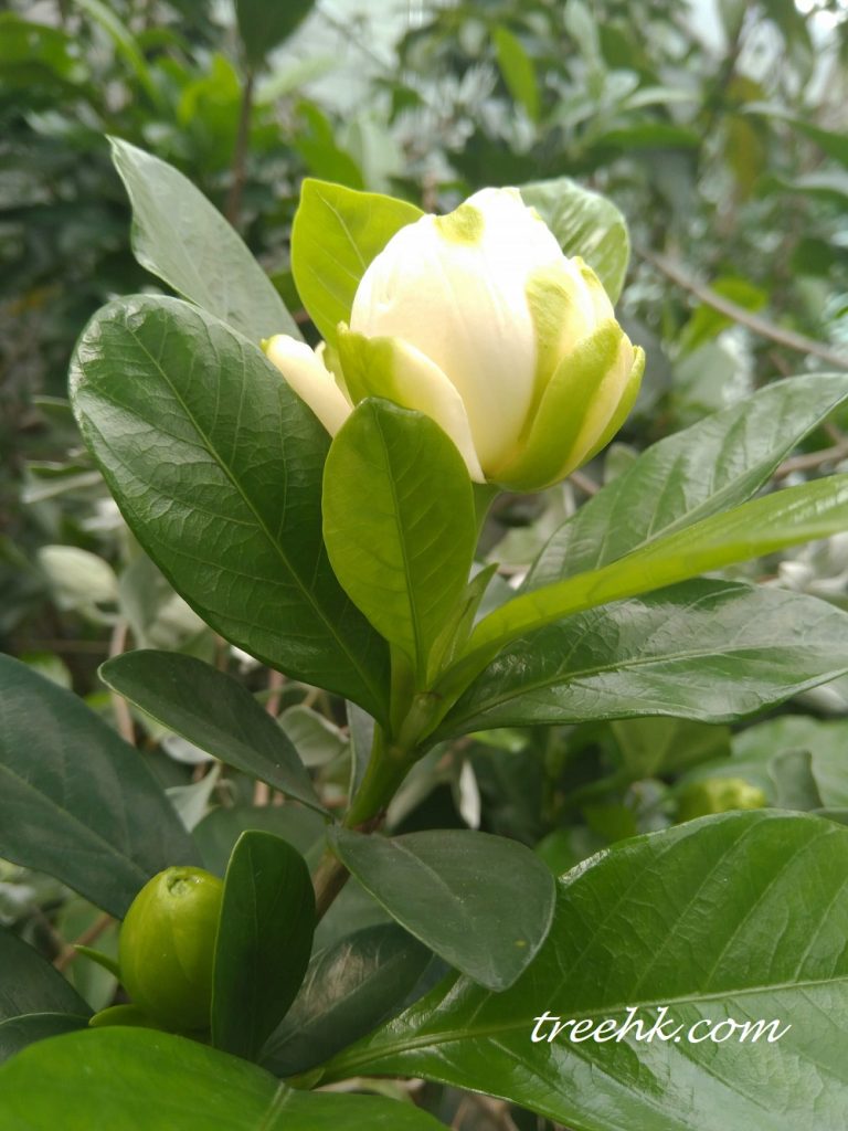 白蟾 Gardenia jasminoides var. fortuniana - Green Touch 香港常見樹木園藝生活