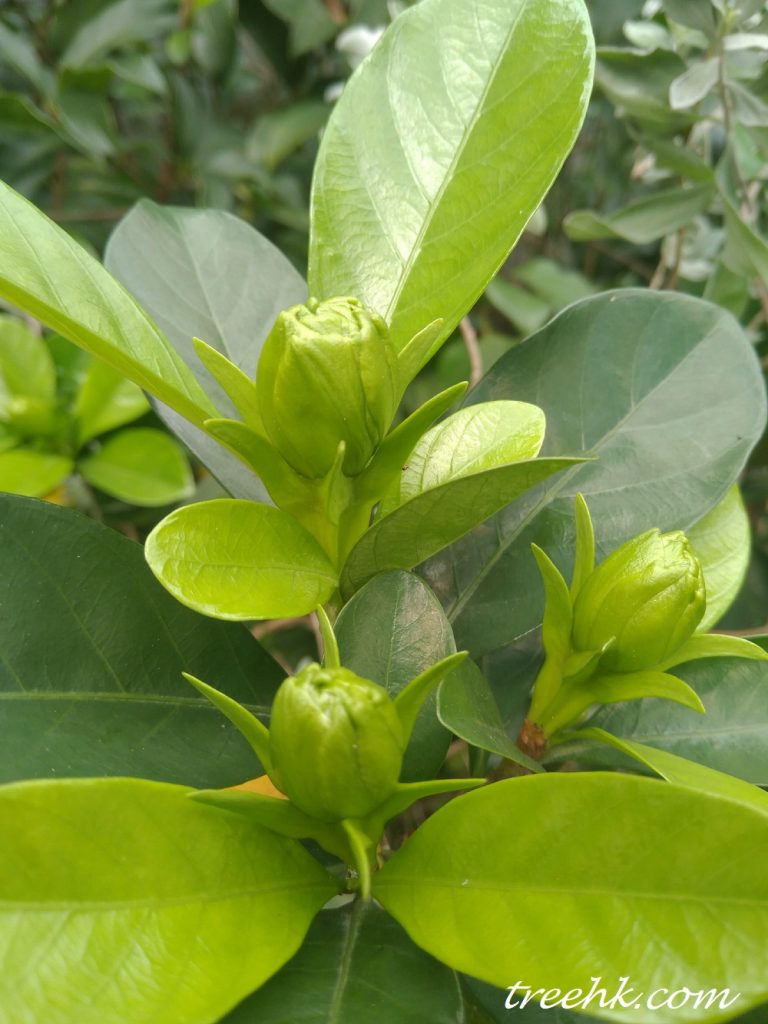 白蟾 Gardenia jasminoides var. fortuniana - Green Touch 香港常見樹木園藝生活