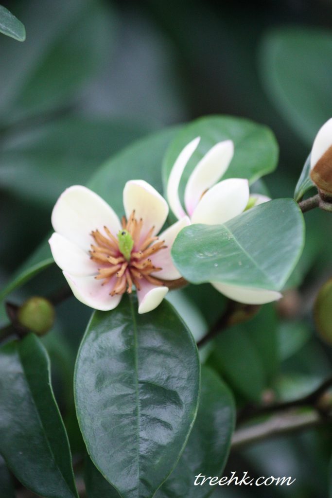 含笑又名香蕉花 含笑又名香蕉花