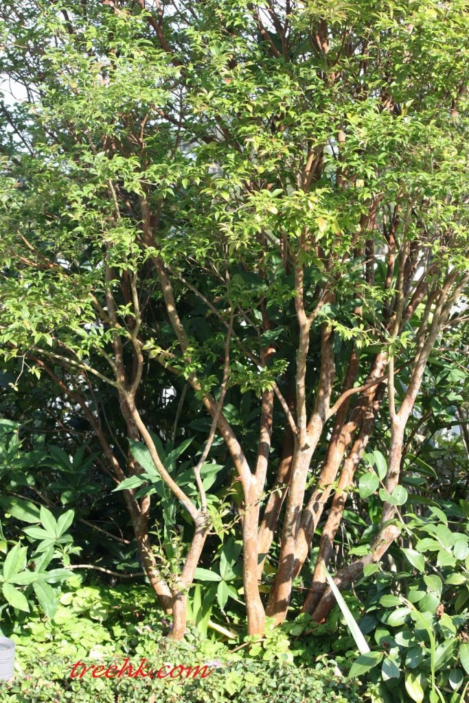 觀賞用嘉寶果終年常綠