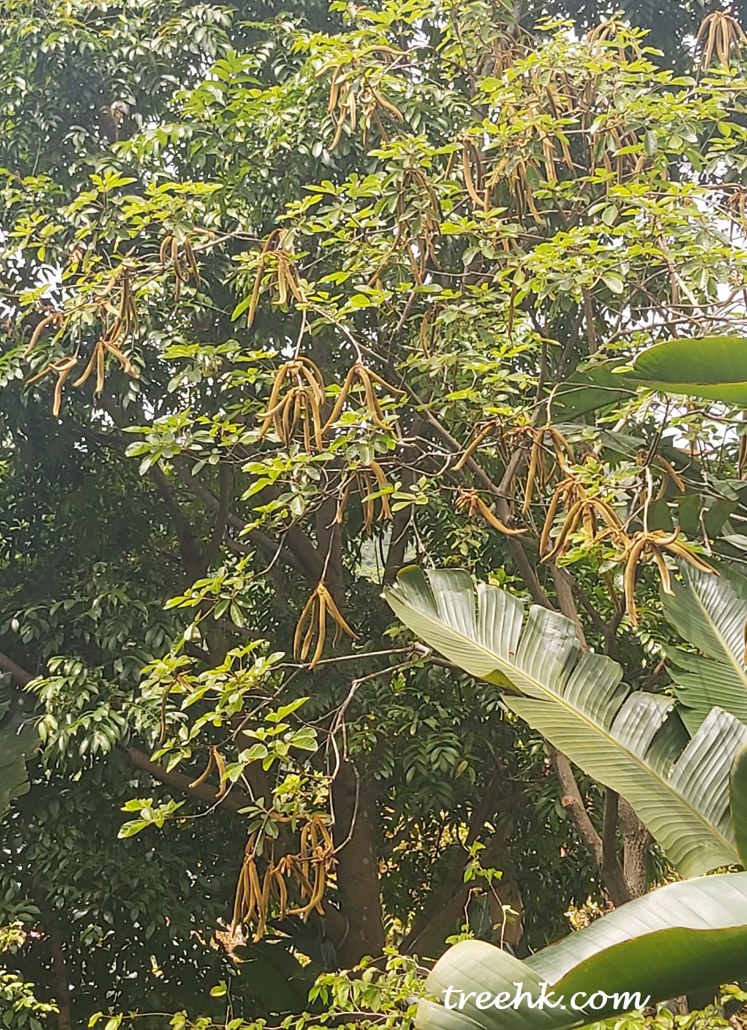 黃花風鈴木果為長條狀翅果,二裂 黃花風鈴木果為長條狀翅果,二裂