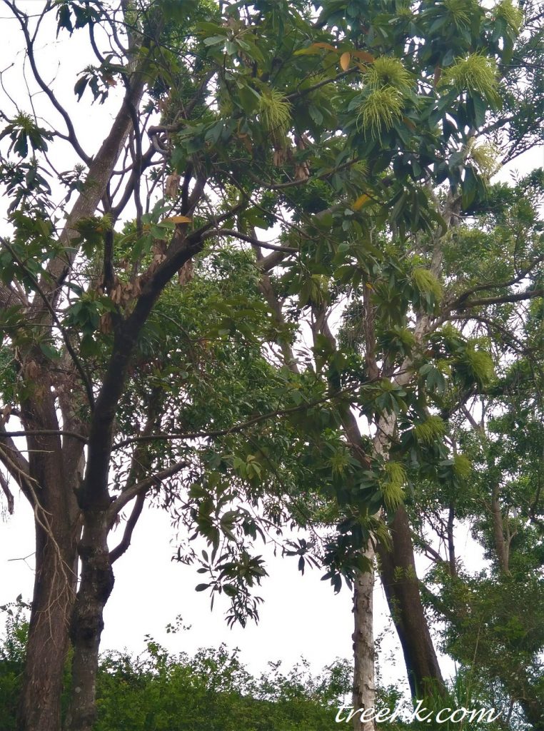 常綠大喬木 常綠大喬木
