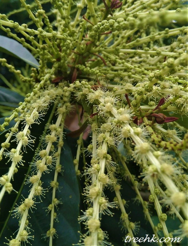 黧蒴錐中文别名: 裂斗錐栗 黧蒴錐正值開花期, 長長的花序