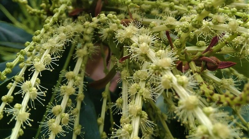 黧蒴錐正值開花期, 長長的花序
