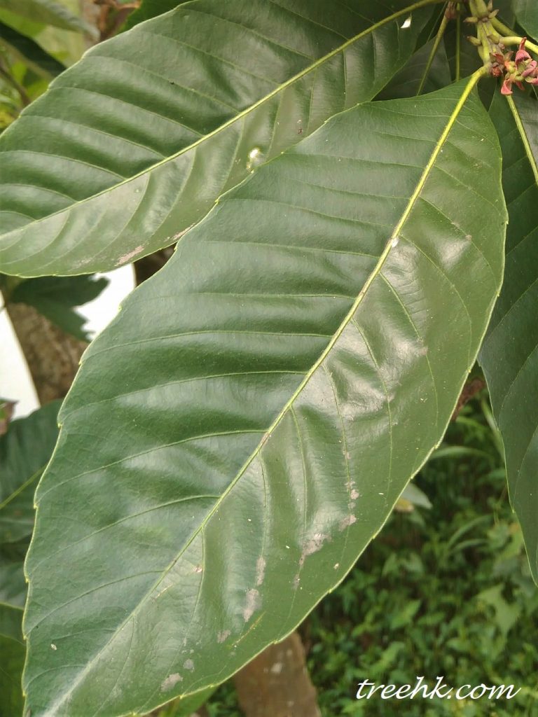 葉緣疏落有齒邊 葉緣疏落有齒邊