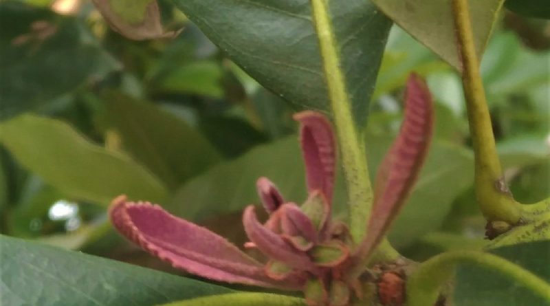 葉芽鱗、嫩枝頂及嫩葉底有些紫紅及披柔毛