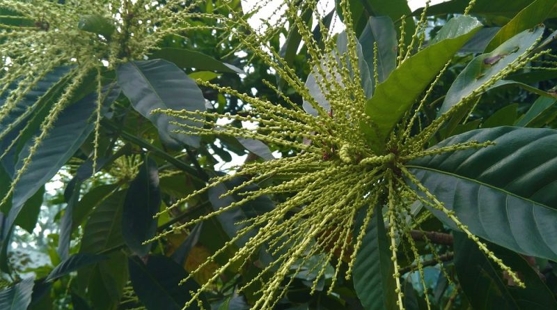 香港本土植物黧蒴錐