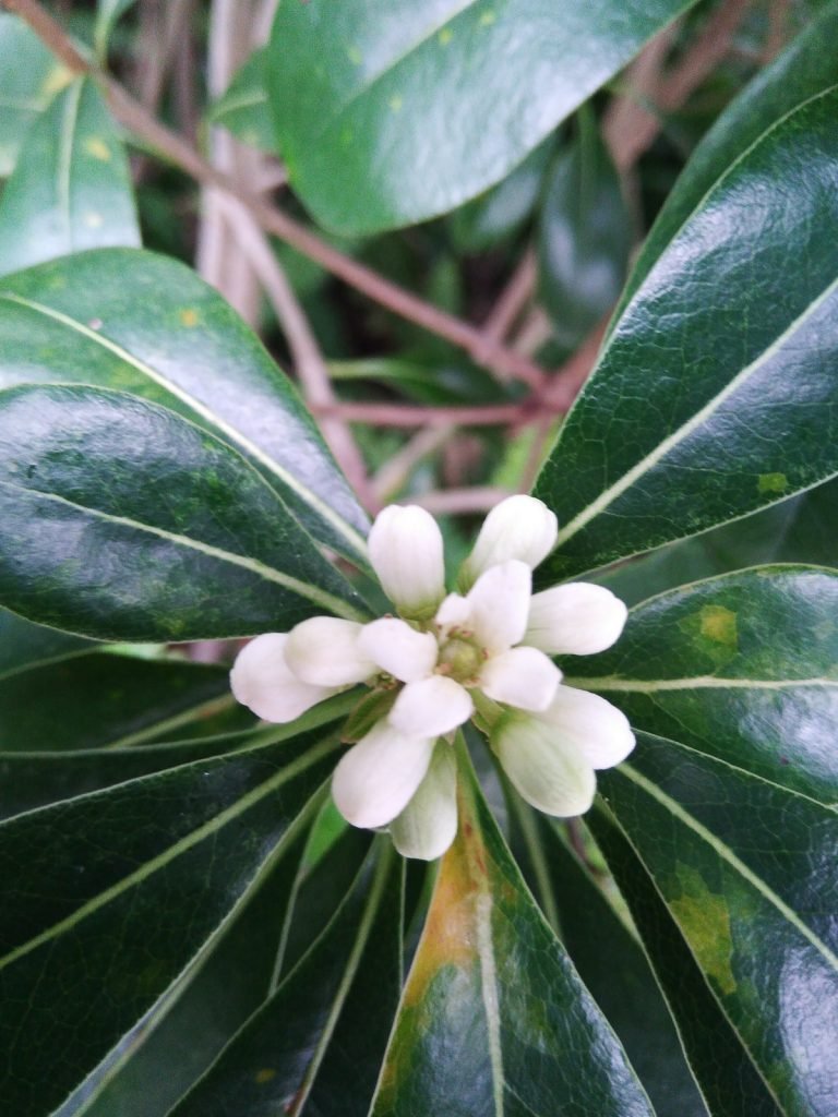 海桐 Pittosporum tobira Ait - Green Touch 香港常見樹木園藝生活