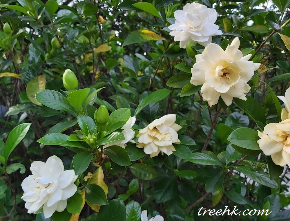 白蟾 Gardenia jasminoides var. fortuniana - Green Touch 香港常見樹木園藝生活
