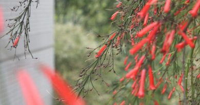 小灌木吉祥草