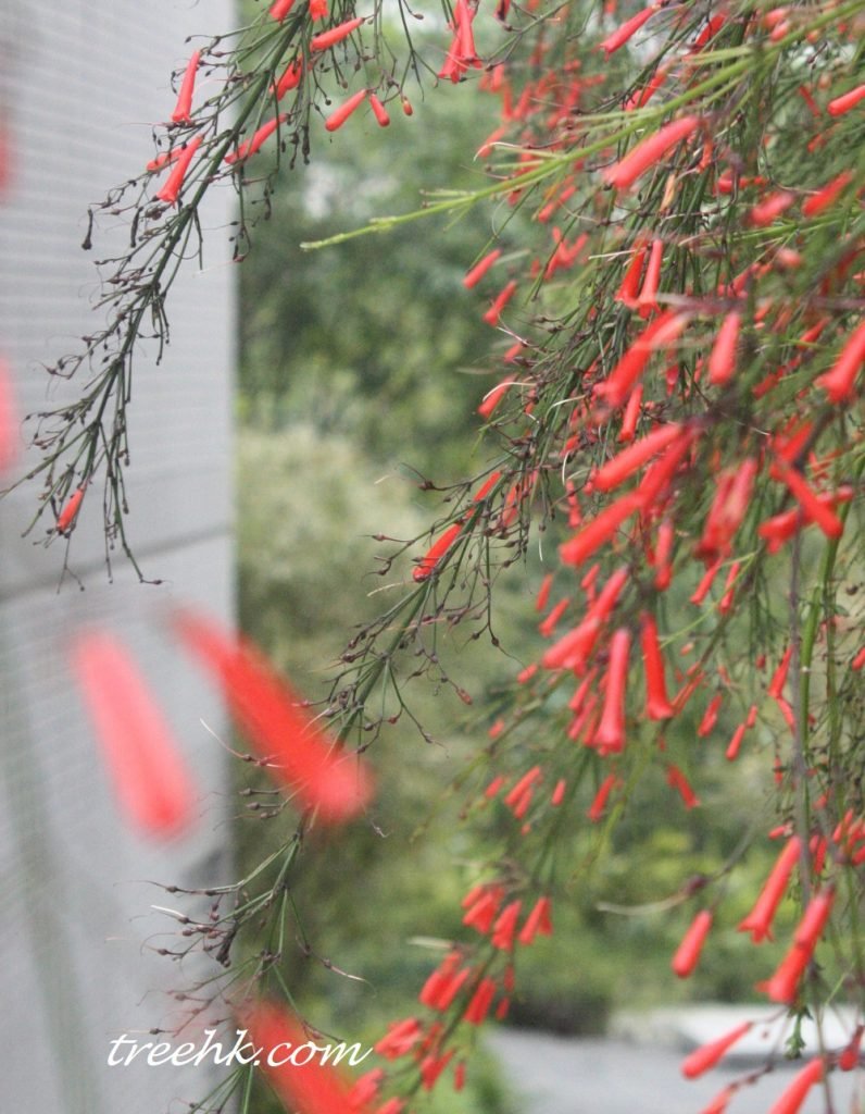 小灌木吉祥草
