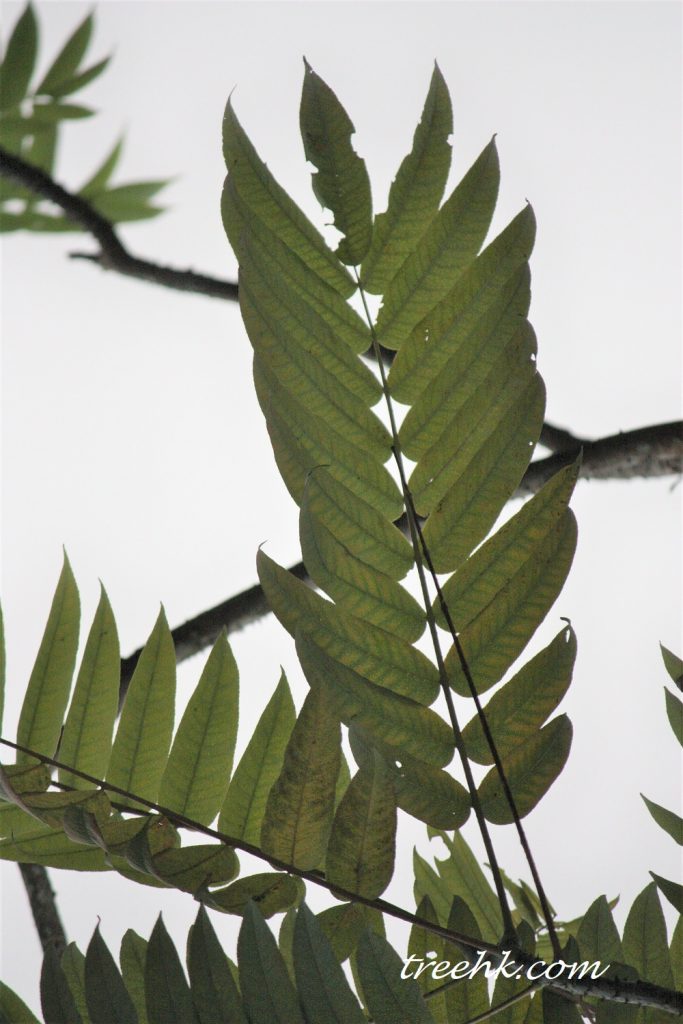樁葉花椒小葉 7-25 對,對生, 樁葉花椒小葉 7-25 對,對生,