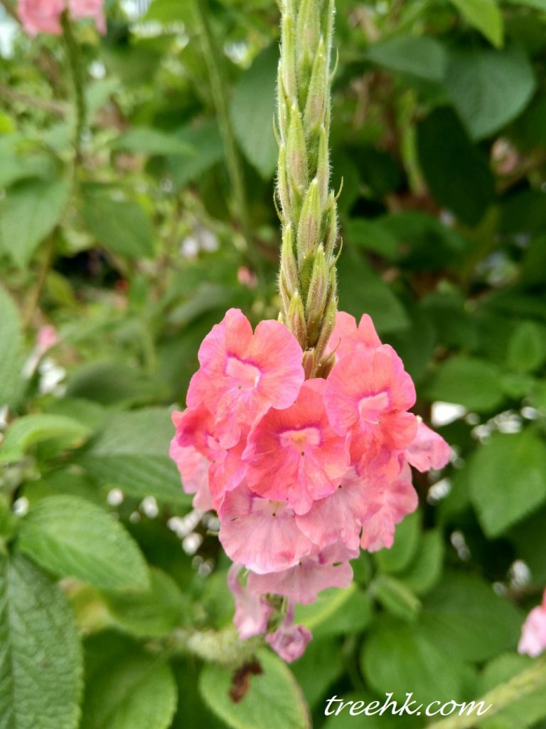 紅花假馬鞭花期,五至八月。 紅花假馬鞭花期,五至八月。