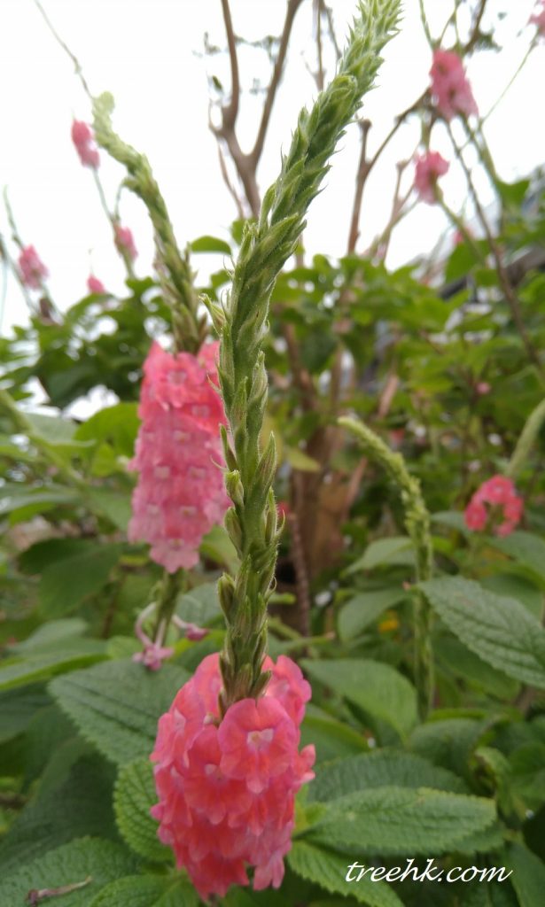 穗狀花序頂生,花冠淡紅色 穗狀花序頂生,花冠淡紅色