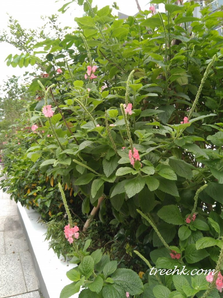 紅花假馬鞭園園境設計用途 紅花假馬鞭園園境設計用途
