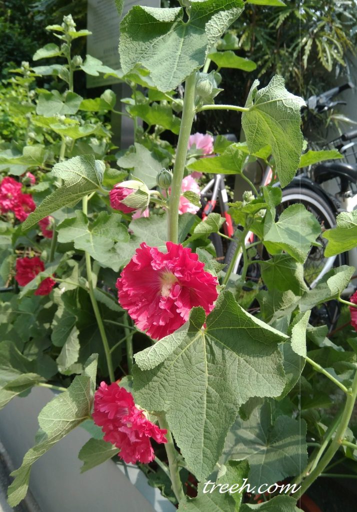 蜀葵花期長,每一根花柱上都有十幾二十個花蕾,一個個開上去 蜀葵花期長,每一根花柱上都有十幾二十個花蕾,一個個開上去