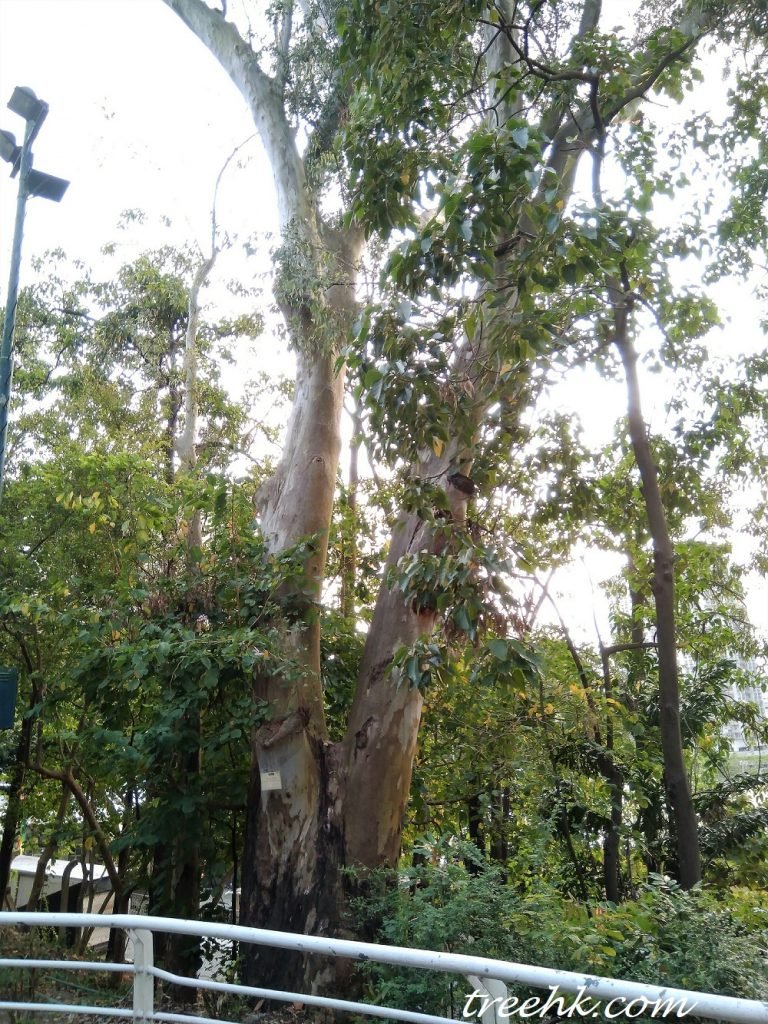 中葵涌公園鈍蓋赤桉