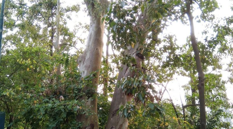 中葵涌公園鈍蓋赤桉